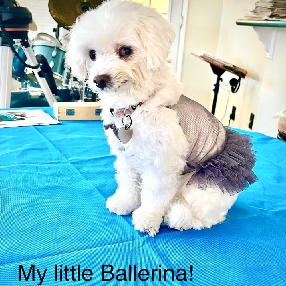 Dog Ballerina Tutu